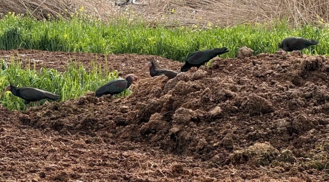 Birecik'te Dikkat Çeken Hareketlilik: Kelaynaklar Ne Yapıyor?