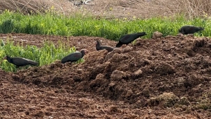 Birecik'te Dikkat Çeken Hareketlilik: Kelaynaklar Ne Yapıyor?