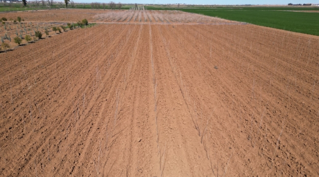 Büyükşehir Belediyesi Kendi Üretiyor, 20 Bin Çınar Şanlıurfa İçin Hazırlanıyor
