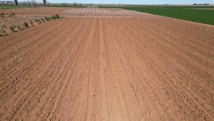 Büyükşehir Belediyesi Kendi Üretiyor, 20 Bin Çınar Şanlıurfa İçin Hazırlanıyor