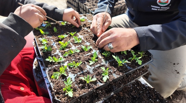 Büyükşehir Seralarında 400 Bin Yazlık Çiçek Üretiliyor