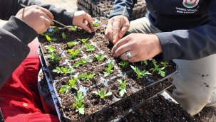 Büyükşehir Seralarında 400 Bin Yazlık Çiçek Üretiliyor