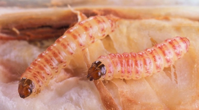 GAP Tarımsal Araştırma Enstitüsü'nden Üreticilere Çağrı