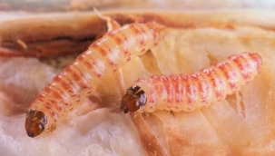 GAP Tarımsal Araştırma Enstitüsü'nden Üreticilere Çağrı