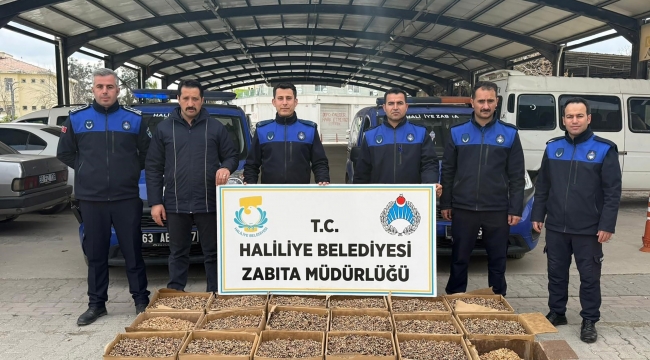 Haliliye'de Gıda Denetimi: Küflü Cevizlere El Konuldu