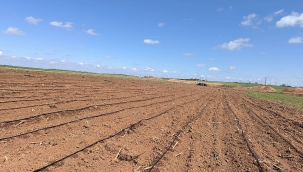 Harran'da Domates Ekimi Başladı