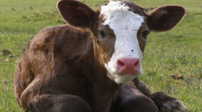 Harran'da Gece Hırsızlığı: Ahıra Girip Buzağıyı Aldılar