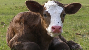 Harran'da Gece Hırsızlığı: Ahıra Girip Buzağıyı Aldılar