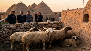 Harran'da Korkutan Gelişme: Ahırlar Artık Güvende Değil