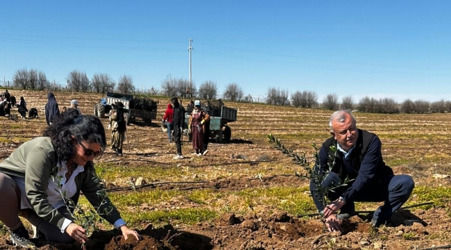 Harran Üniversitesi ve TİGEM İş Birliğiyle 125 Bin Zeytin Fidanı Toprakla Buluşuyor