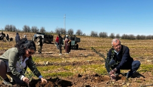 Harran Üniversitesi ve TİGEM İş Birliğiyle 125 Bin Zeytin Fidanı Toprakla Buluşuyor