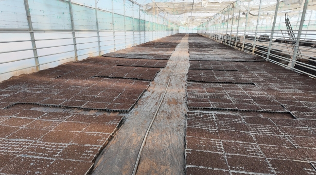 Şanlıurfa Büyükşehir Belediyesi 1 Milyon Fide Üretiyor