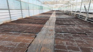 Şanlıurfa Büyükşehir Belediyesi 1 Milyon Fide Üretiyor