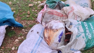 Şanlıurfa'da Çuvaldan Kesilmiş At Başı Bulundu 