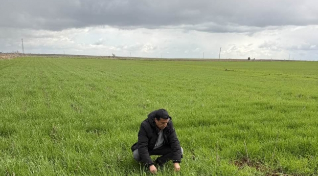 Şanlıurfa'da doğa yeniden uyandı