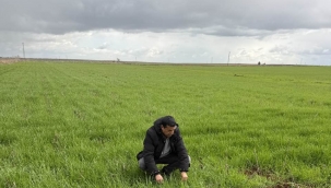 Şanlıurfa'da doğa yeniden uyandı