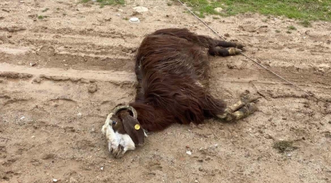 Şanlıurfa'da Tehlike: Yüksek Gerilim Hattı Hayvanlara Zarar Verdi