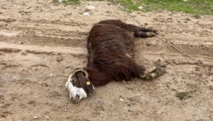 Şanlıurfa'da Tehlike: Yüksek Gerilim Hattı Hayvanlara Zarar Verdi