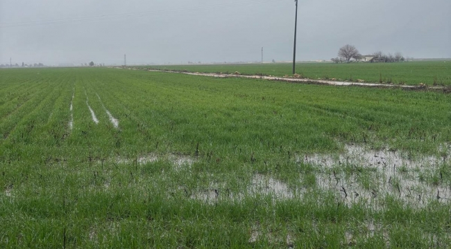 Suruç'ta Aşırı Yağış Tarım Arazilerini Etkiledi