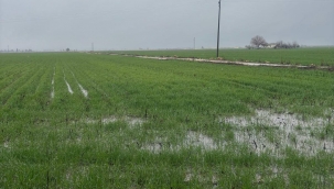 Suruç'ta Aşırı Yağış Tarım Arazilerini Etkiledi