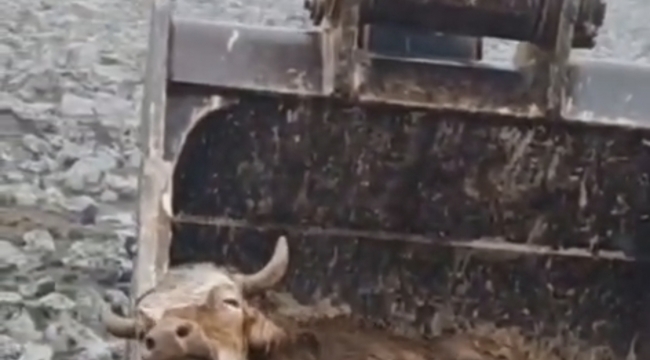 Viranşehir'de Çamura Saplanan İnek  Kurtarıldı