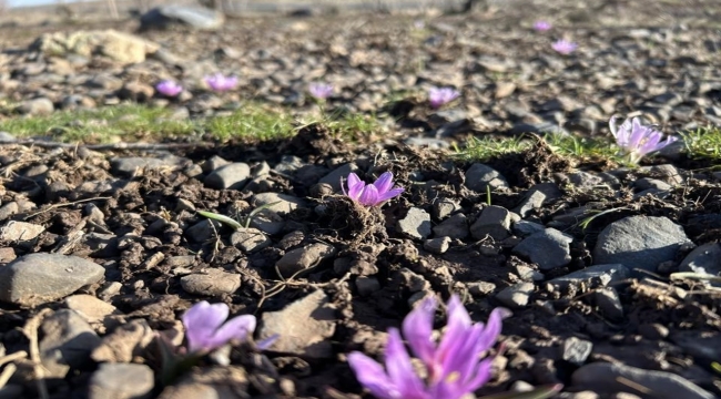 Viranşehir'de Renk Cümbüşü! Hangi Çiçekler Toprağı Süsledi?