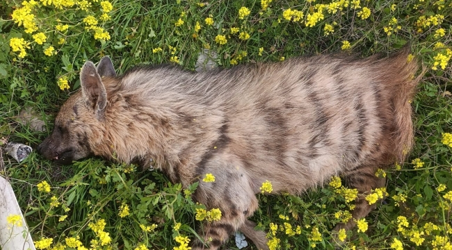 Birecik'te Çizgili Sırtlan Araç Çarpması Sonucu Telef Oldu