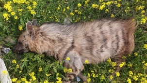 Birecik'te Çizgili Sırtlan Araç Çarpması Sonucu Telef Oldu