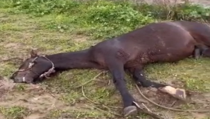 Birecik'te Şimşek Faciası: Arazide Can Kaybı