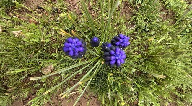 Ceylanpınar TİGEM'de Bahar Patlaması! Çiçekler Açtı