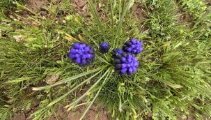 Ceylanpınar TİGEM'de Bahar Patlaması! Çiçekler Açtı