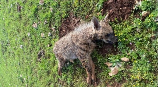 Halfeti'de Üzücü Olay! Koruma Altındaki Sırtlan Ölü Bulundu