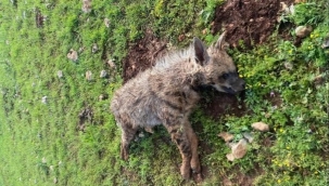 Halfeti'de Üzücü Olay! Koruma Altındaki Sırtlan Ölü Bulundu