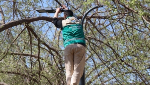 Haliliye'de Yaz Öncesi Parklarda Hummalı Çalışma