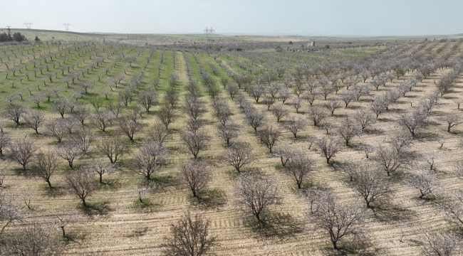 Şanlıurfa Badem Üretiminde Zirveye Yaklaşıyor