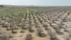 Şanlıurfa Badem Üretiminde Zirveye Yaklaşıyor