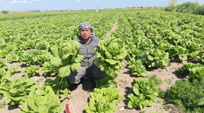 Şanlıurfa'da Tarımın Yönü Değişti! Altın Gibi Değerli