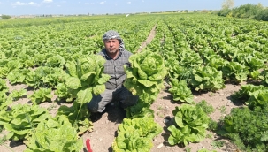 Şanlıurfa'da Tarımın Yönü Değişti! Altın Gibi Değerli