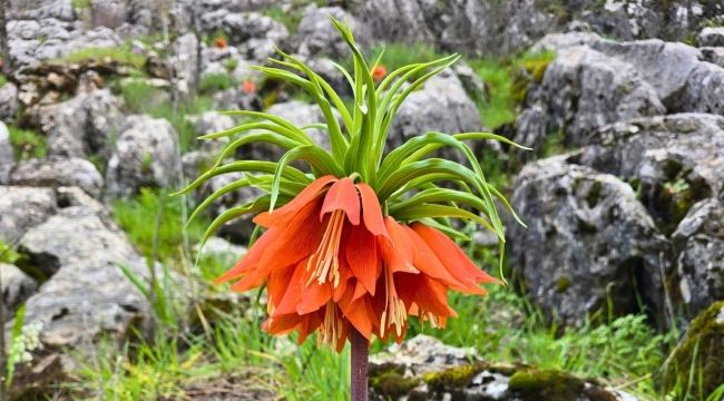 Siverek Karacadağ'da "Ağlayan Gelin" Mesaisi: Ters Lale Doğayla Buluştu