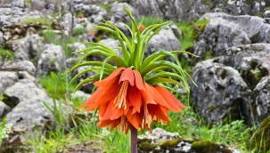 Siverek Karacadağ'da "Ağlayan Gelin" Mesaisi: Ters Lale Doğayla Buluştu
