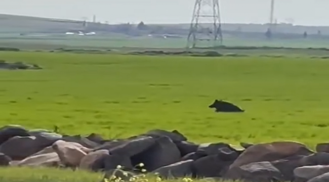 Viranşehir'de Kırsalda Korkutan Karşılaşma