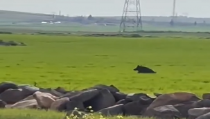 Viranşehir'de Kırsalda Korkutan Karşılaşma