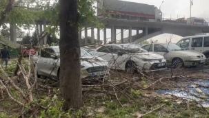 Birecik'te Şiddetli Yağış: Ağaçlar Devrildi,