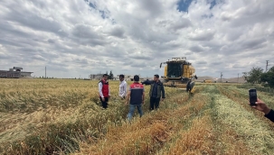 Dünyanın Konuştuğu Lezzet Şanlıurfa'da Üretiliyor