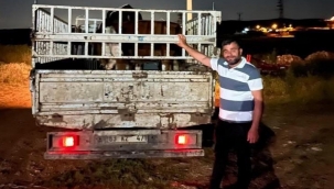 Haliliye'de Kaybolan Hayvanlar Ekiplerce Kurtarıldı