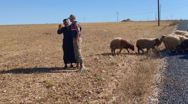 Harran'da kayıp koyunlar bulundu 