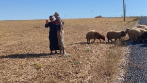Harran'da kayıp koyunlar bulundu 