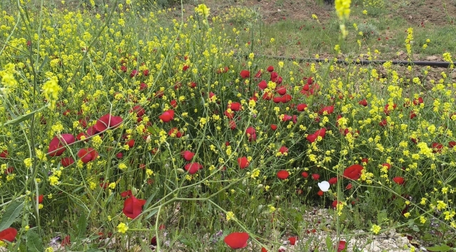 Harran Ovası'nda Renk Patlaması! Doğa Kendini Yeniledi
