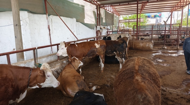 Kurbanlık Fiyatları Zirvede: Şanlıurfa'da Son Durum