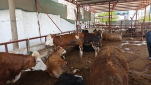 Kurbanlık Fiyatları Zirvede: Şanlıurfa'da Son Durum